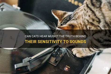 can cats hear music or do they just purr to the beat?